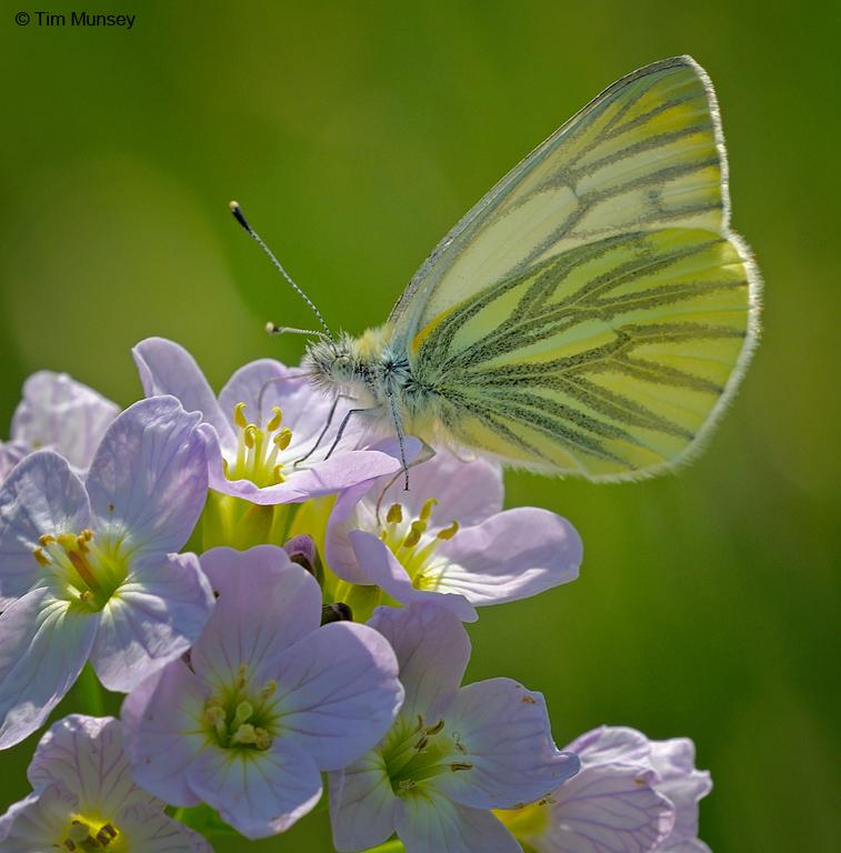 Green Veined White 230510.jpg